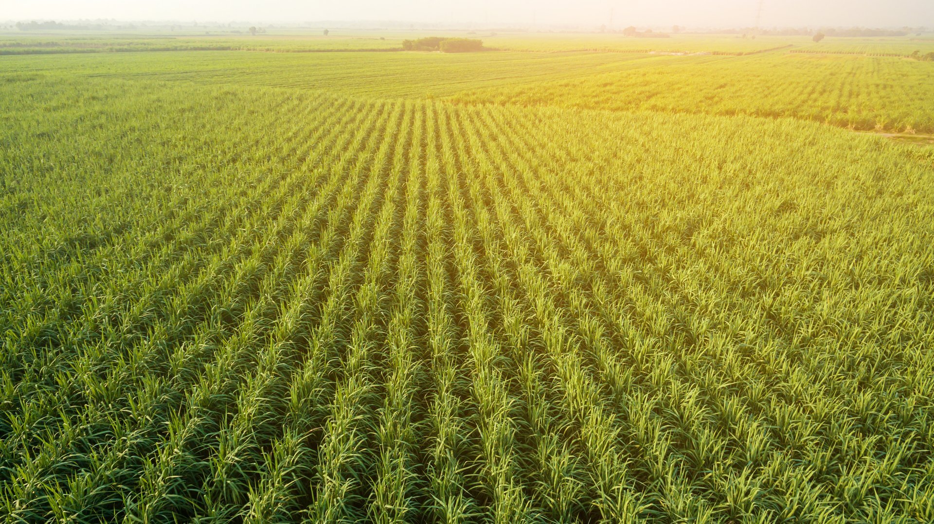 Sugar Cane farm. Sugar cane fields view from the sky. Drone photo of cane sugar. Sugarcane field in blue sky and white cloud. (1)