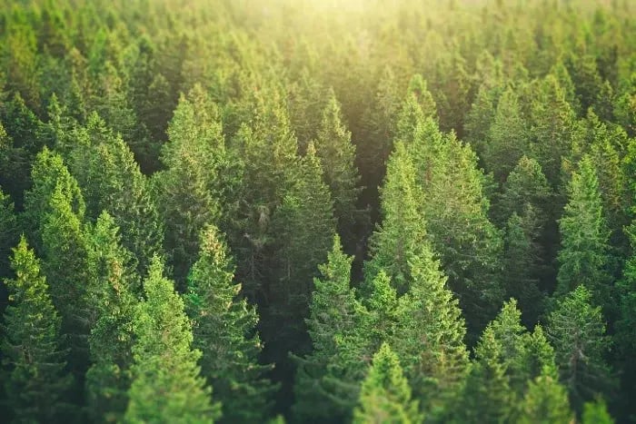 Lower your carbon footprint while boosting your CO output