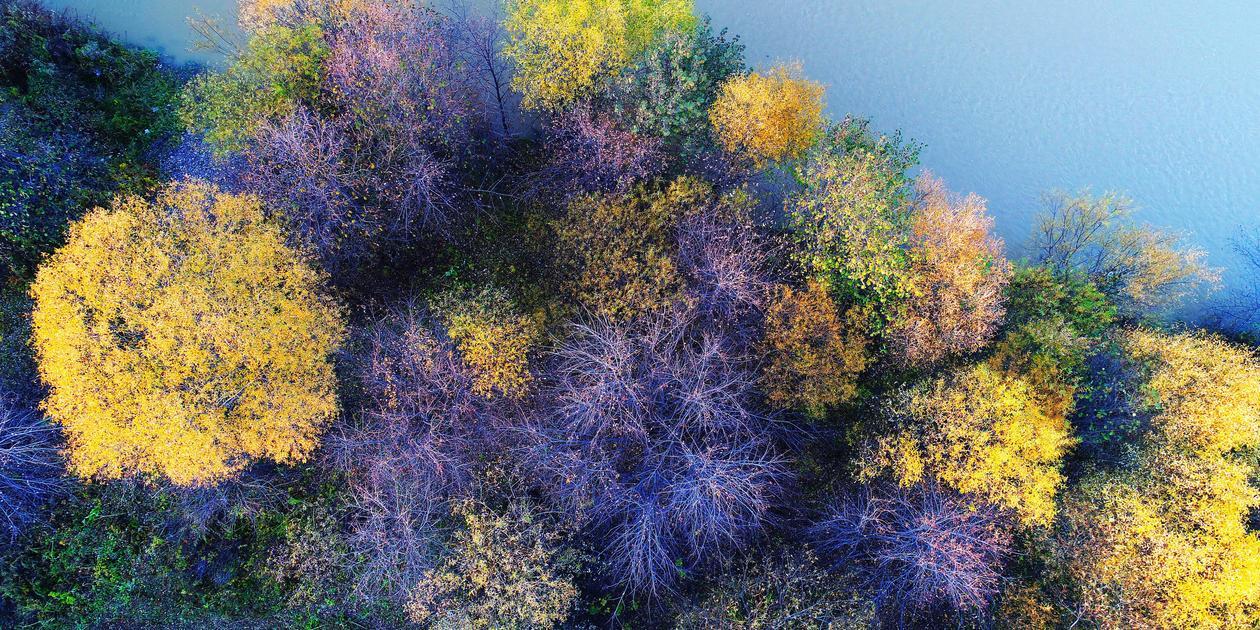 forrest autumn